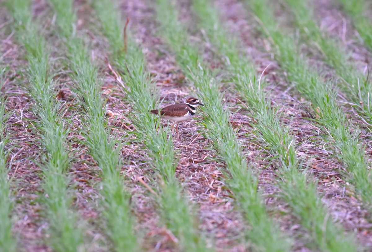 Killdeer - ML503101671
