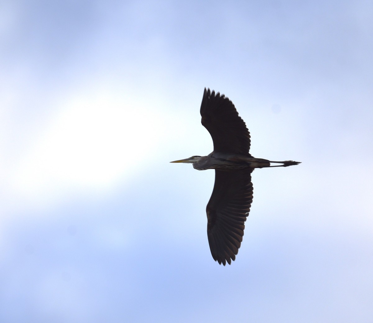 Great Blue Heron - ML503101731