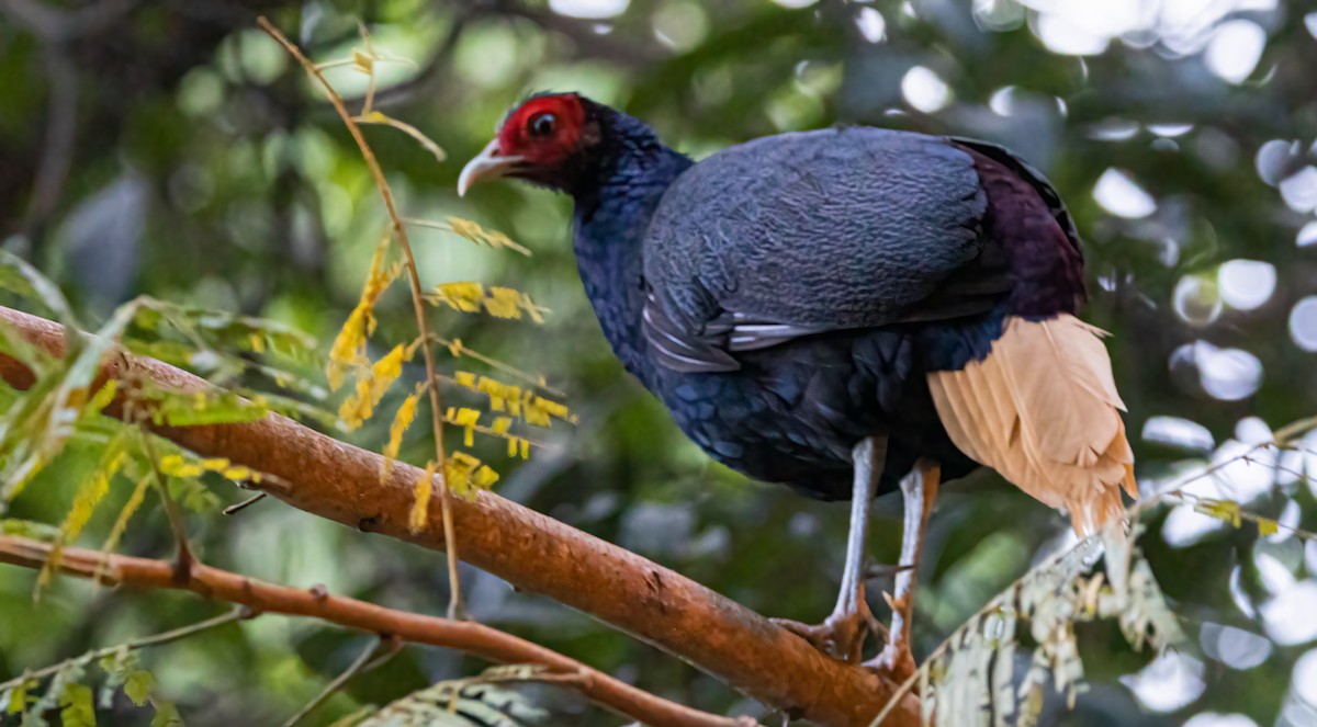 Malayan Crestless Fireback - ML503102031