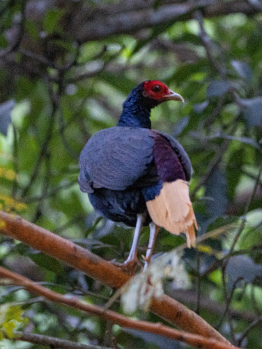 Faisán Colicanelo (erythrophthalma) - ML503102321