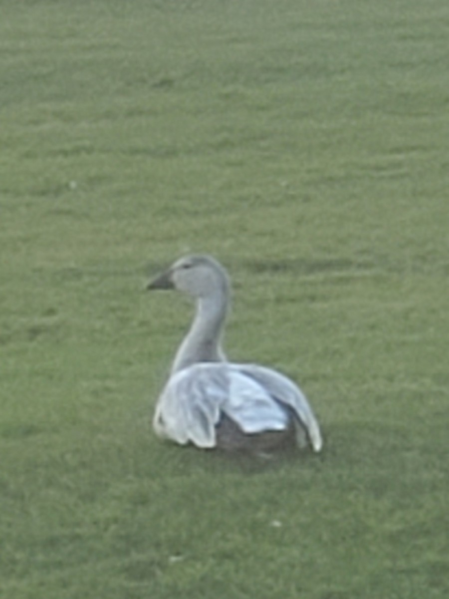 Snow Goose - ML503102441