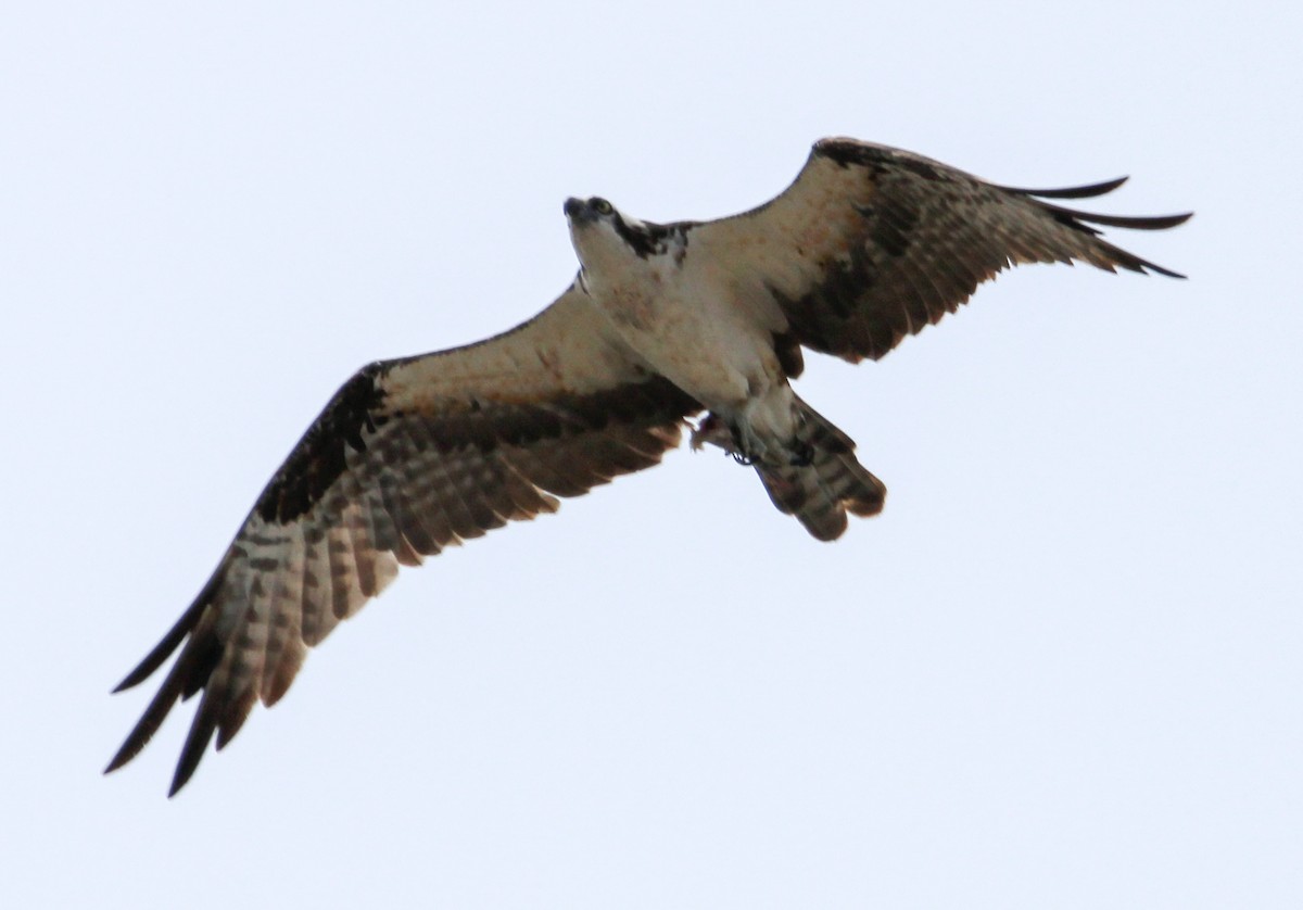 Águila Pescadora - ML503102491