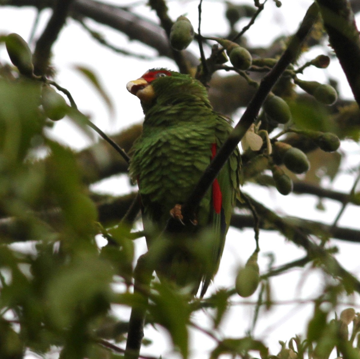 White-fronted Parrot - ML50310291