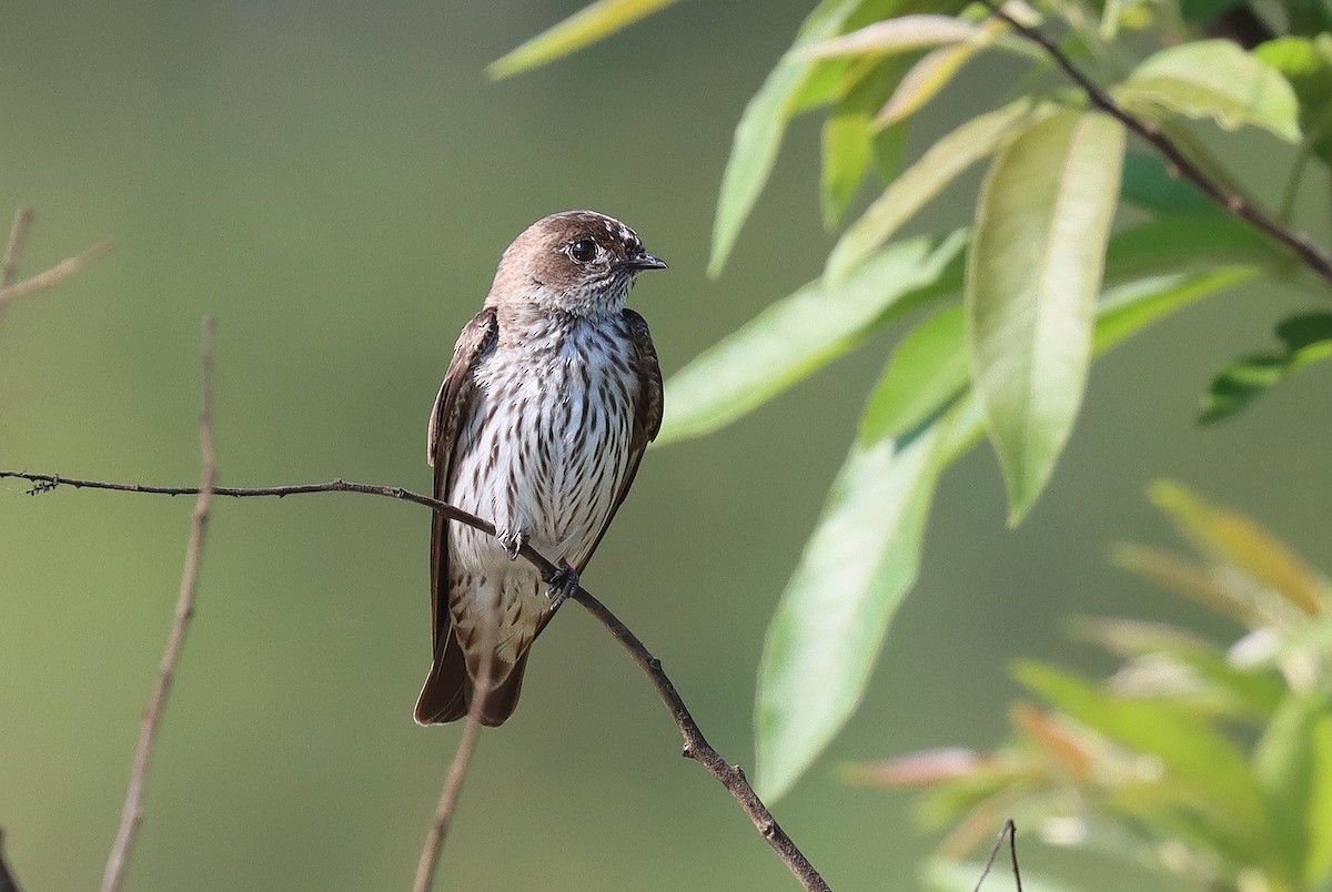 Golondrina del Congo - ML503102961