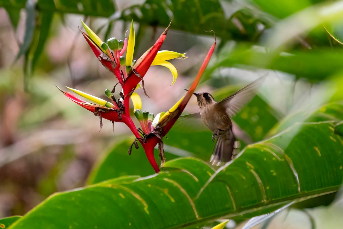 Speckled Hummingbird - Pam Bruns & Ken Smith
