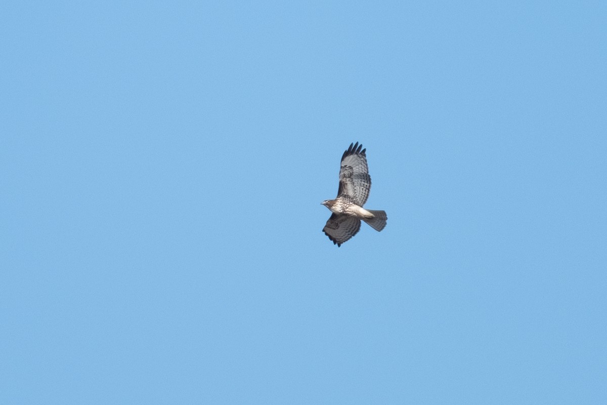 Red-tailed Hawk - ML503103961