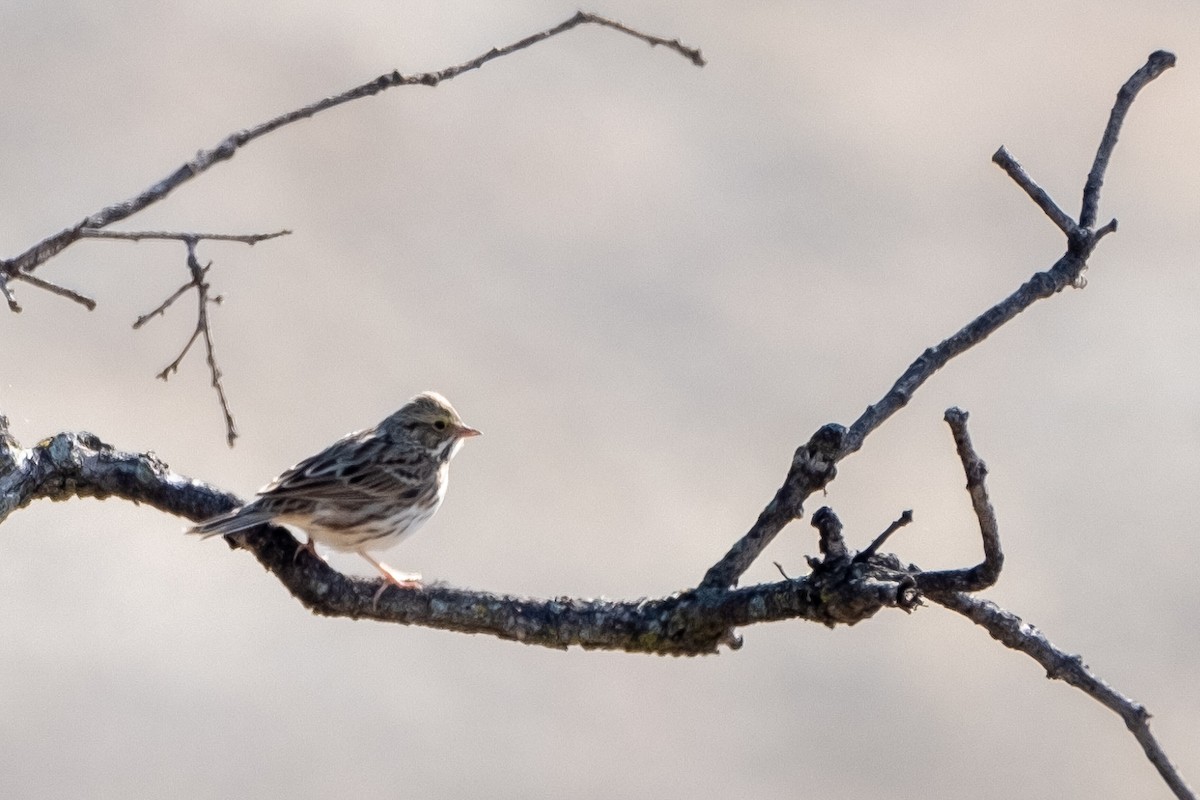 Savannah Sparrow - ML503103981