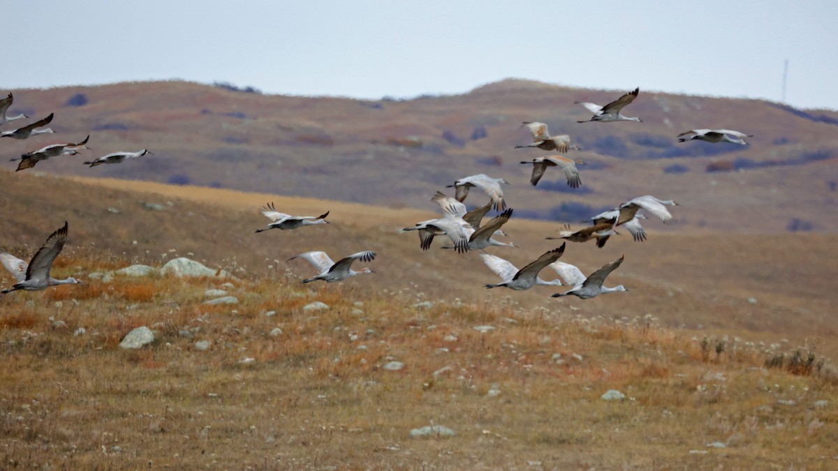 Sandhill Crane - ML503104281