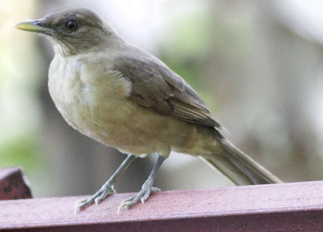 Clay-colored Thrush - Paul Clarke