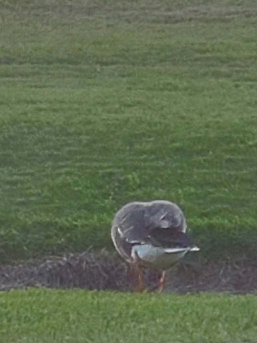 Greater White-fronted Goose - ML503104481