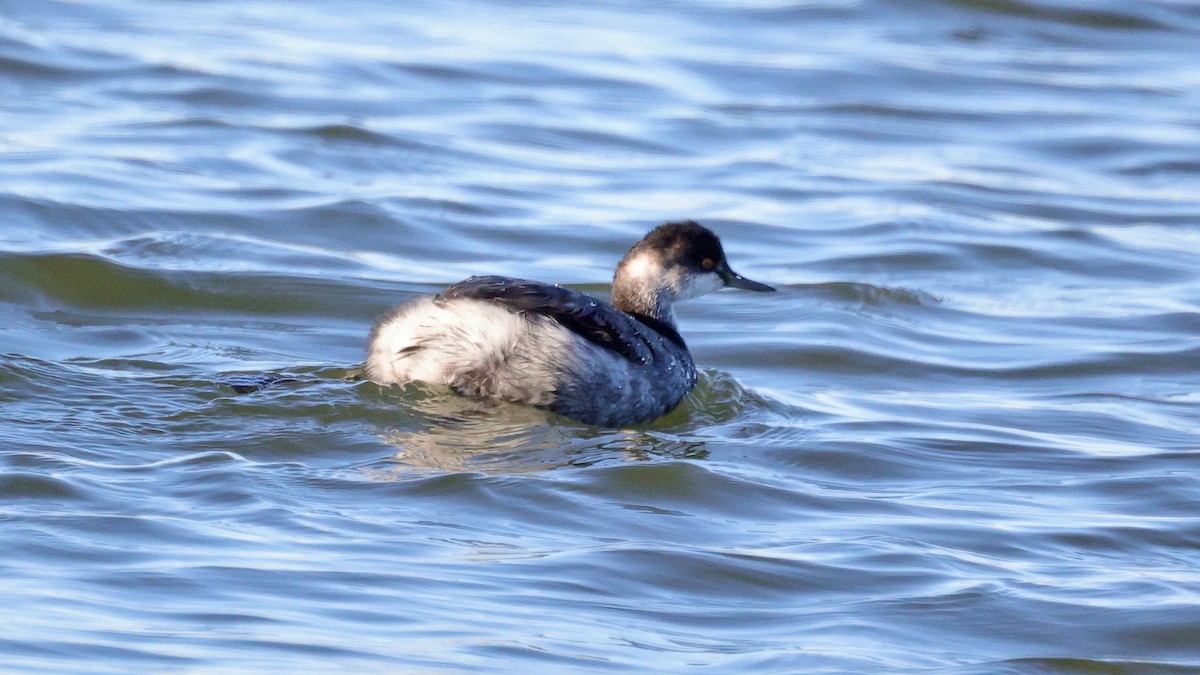 Eared Grebe - Curtis McCamy