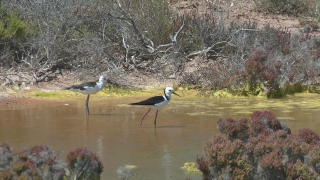 Pied Stilt - ML503104791