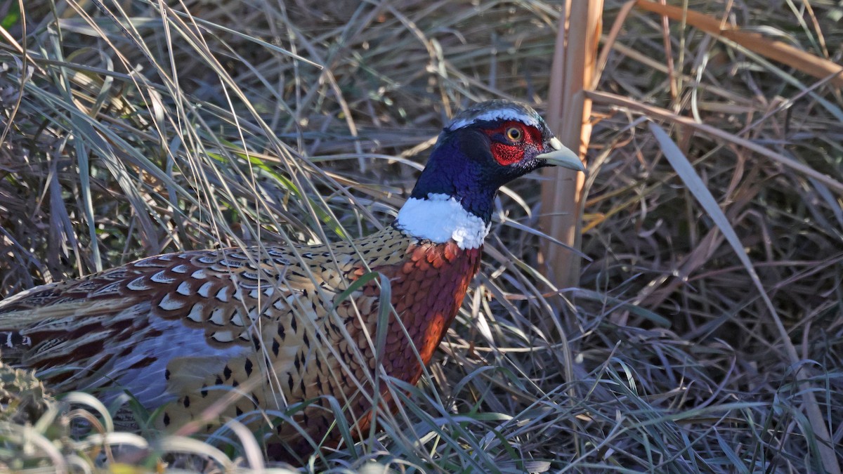 Ring-necked Pheasant - ML503106351