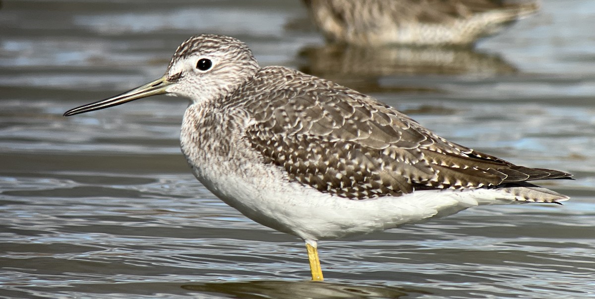 Greater Yellowlegs - Andrew Baksh