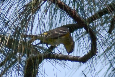 Yellow-rumped Warbler (Myrtle) - ML503108941