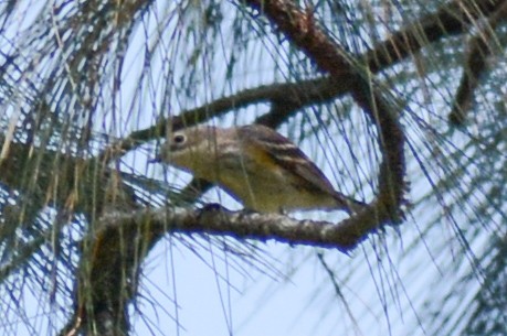 Yellow-rumped Warbler (Myrtle) - ML503108951