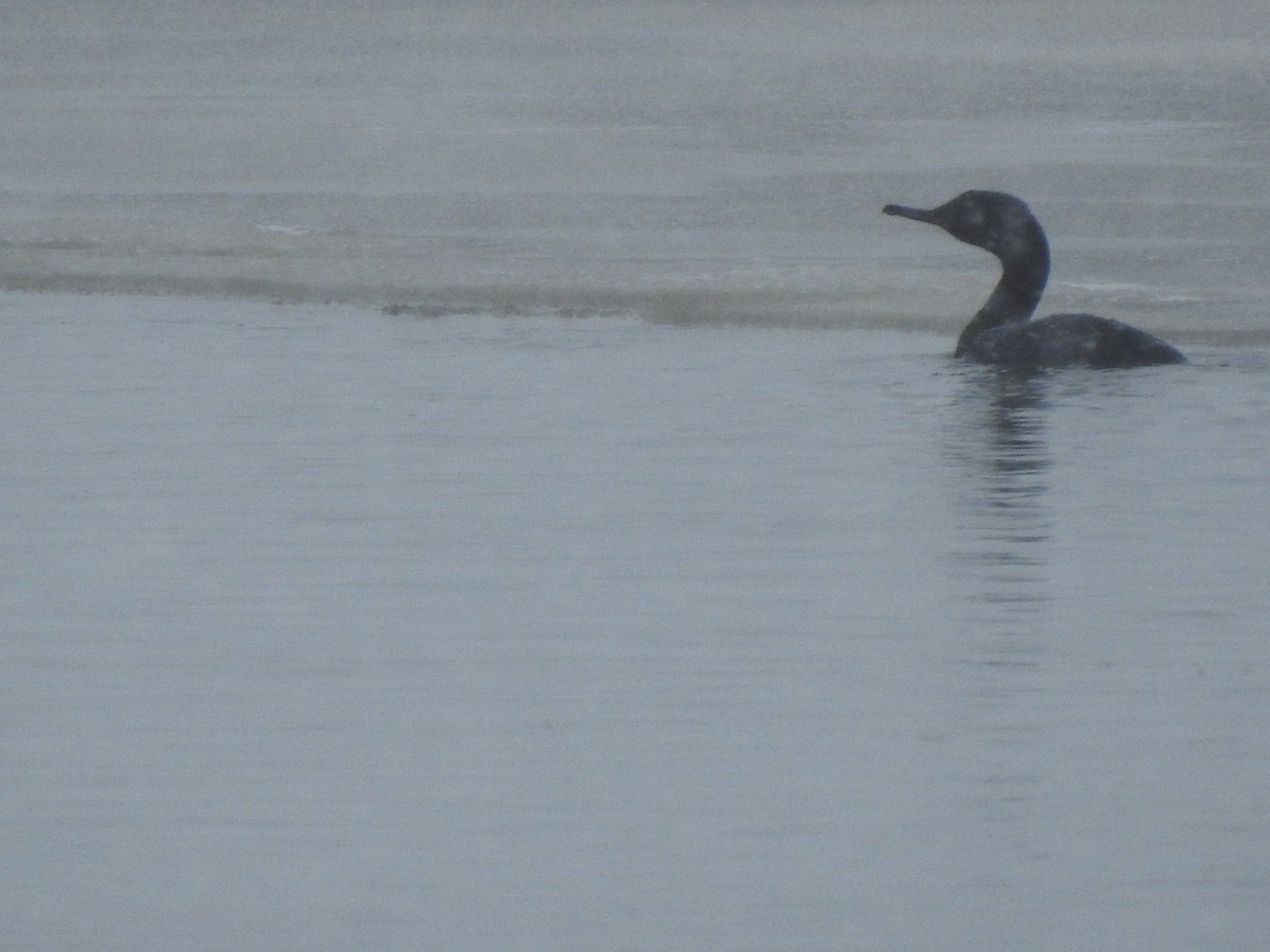 Cormorán Pelágico - ML503109271