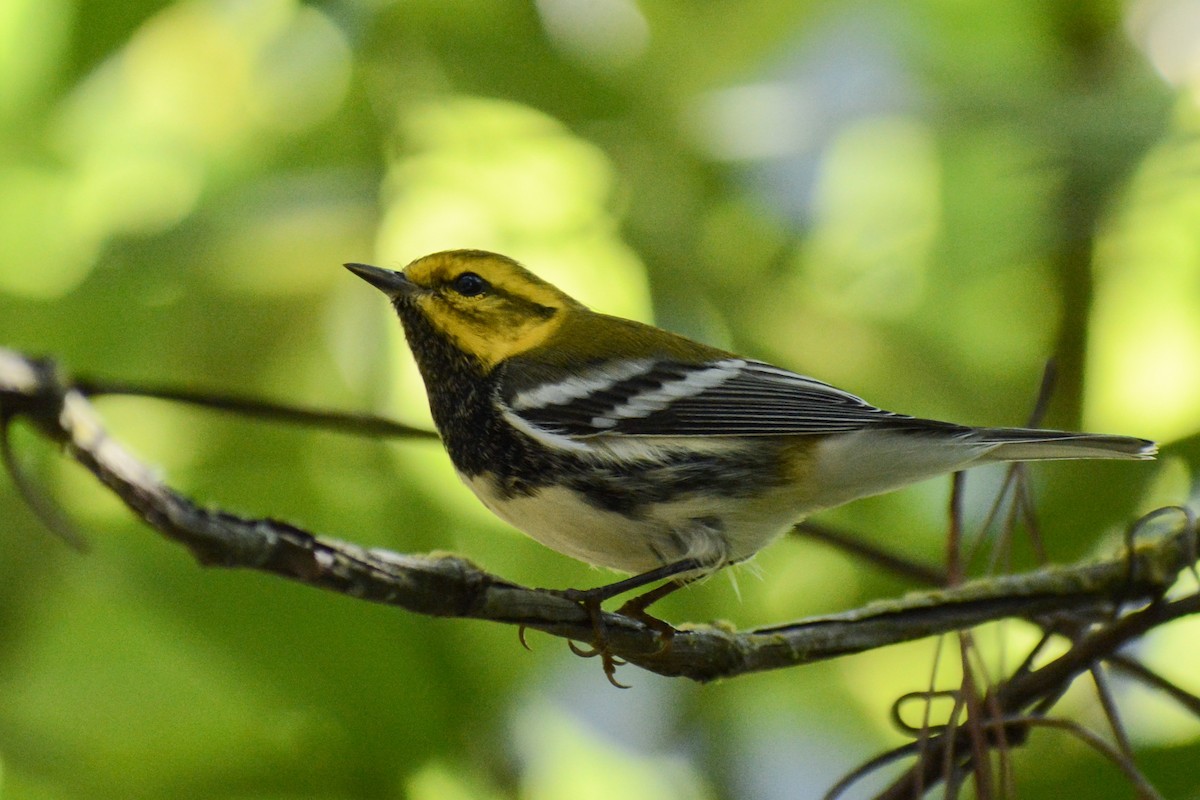 Black-throated Green Warbler - ML503109311