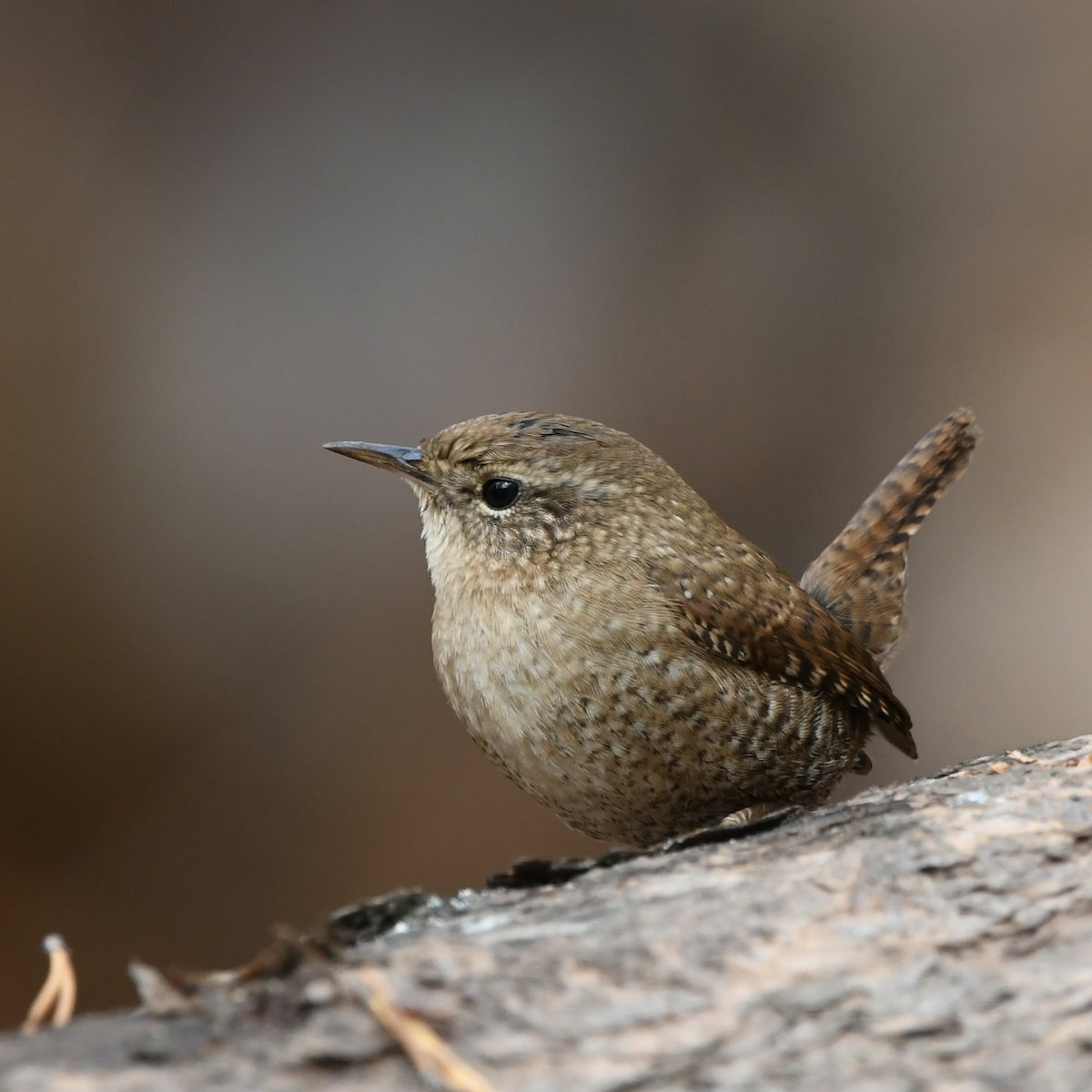 Winter Wren - Paul Nielson