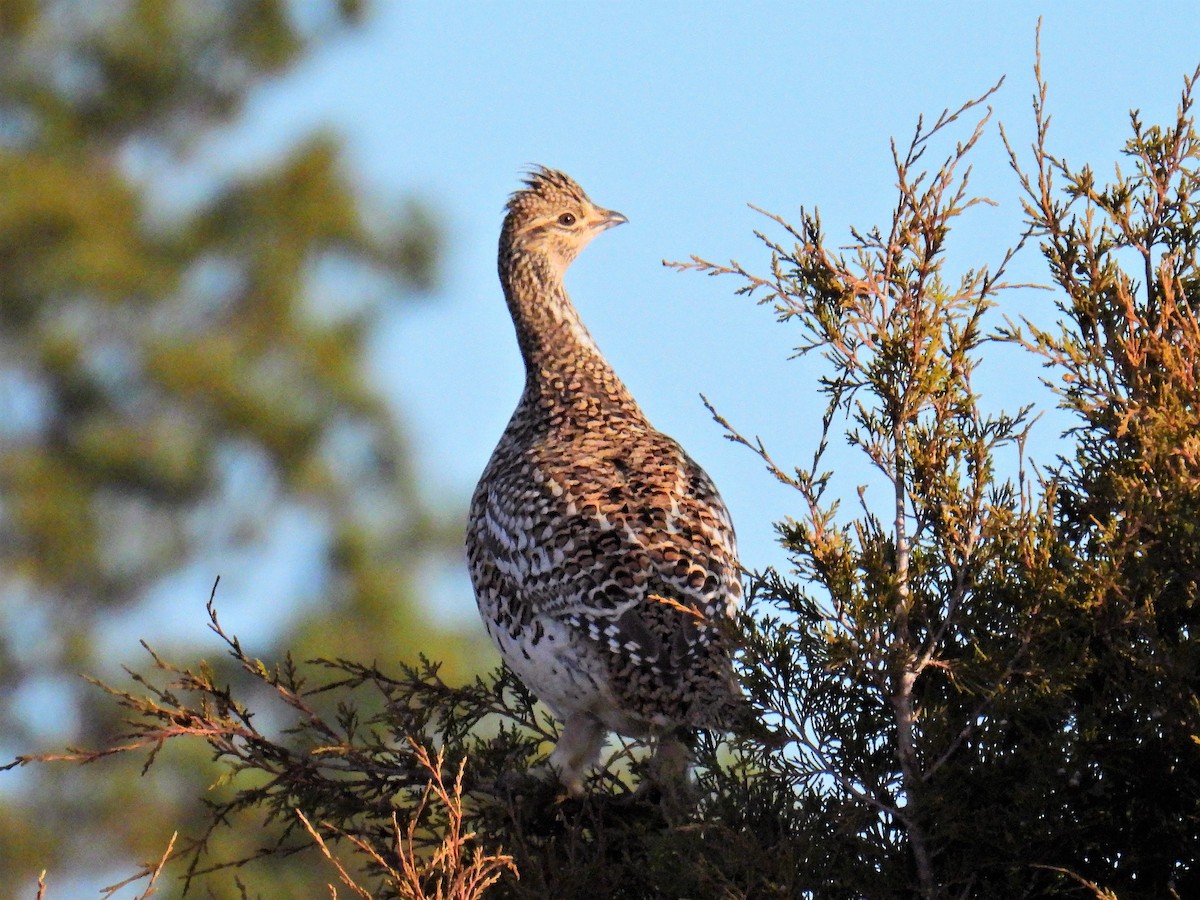 Sharp-tailed Grouse - ML503109991