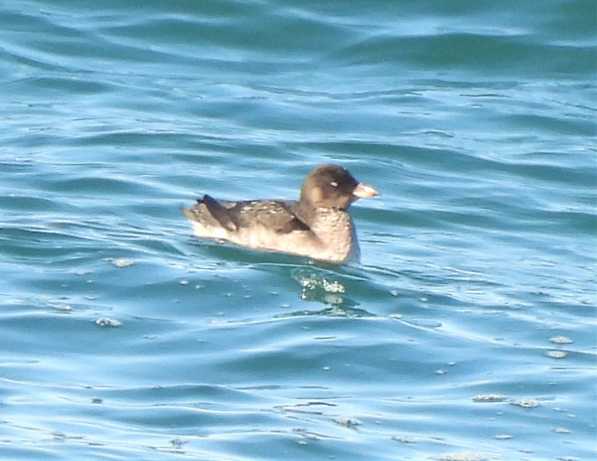 Rhinoceros Auklet - ML503110791