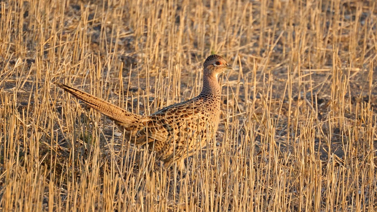 Ring-necked Pheasant - ML503111111