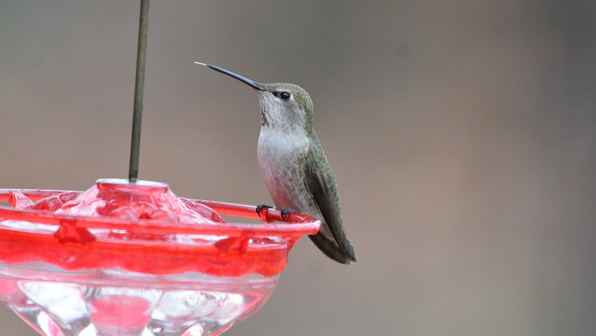 Anna's Hummingbird - Carl Winstead