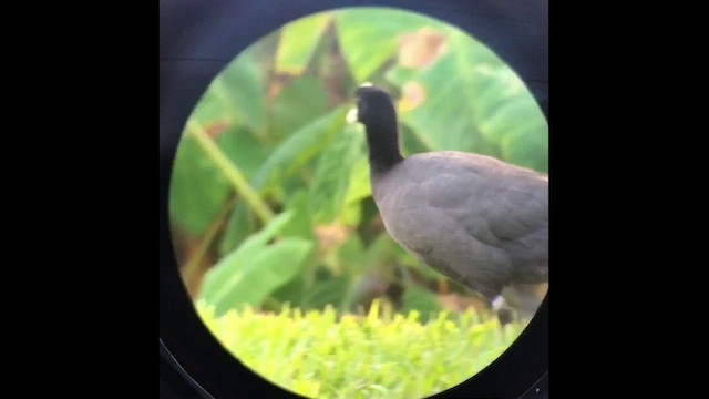 Hawaiian Coot (White-shielded) - ML503114031