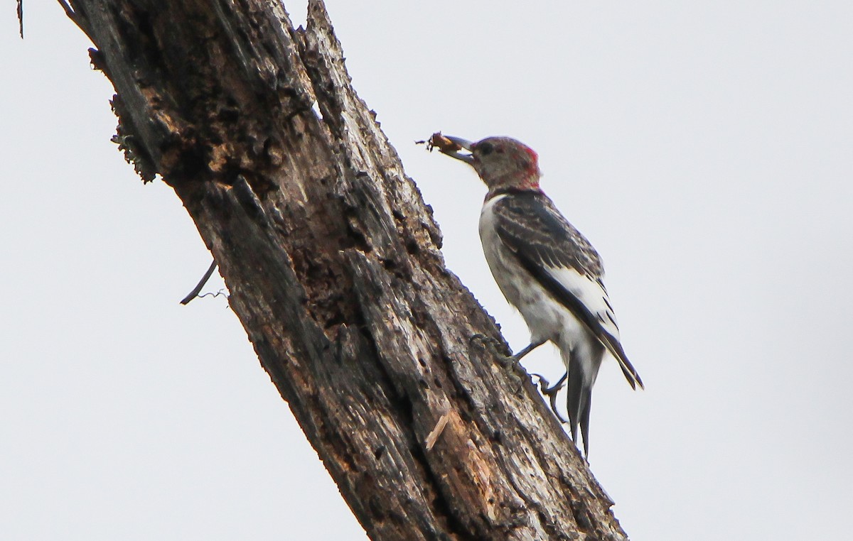 Red-headed Woodpecker - T D Vuke