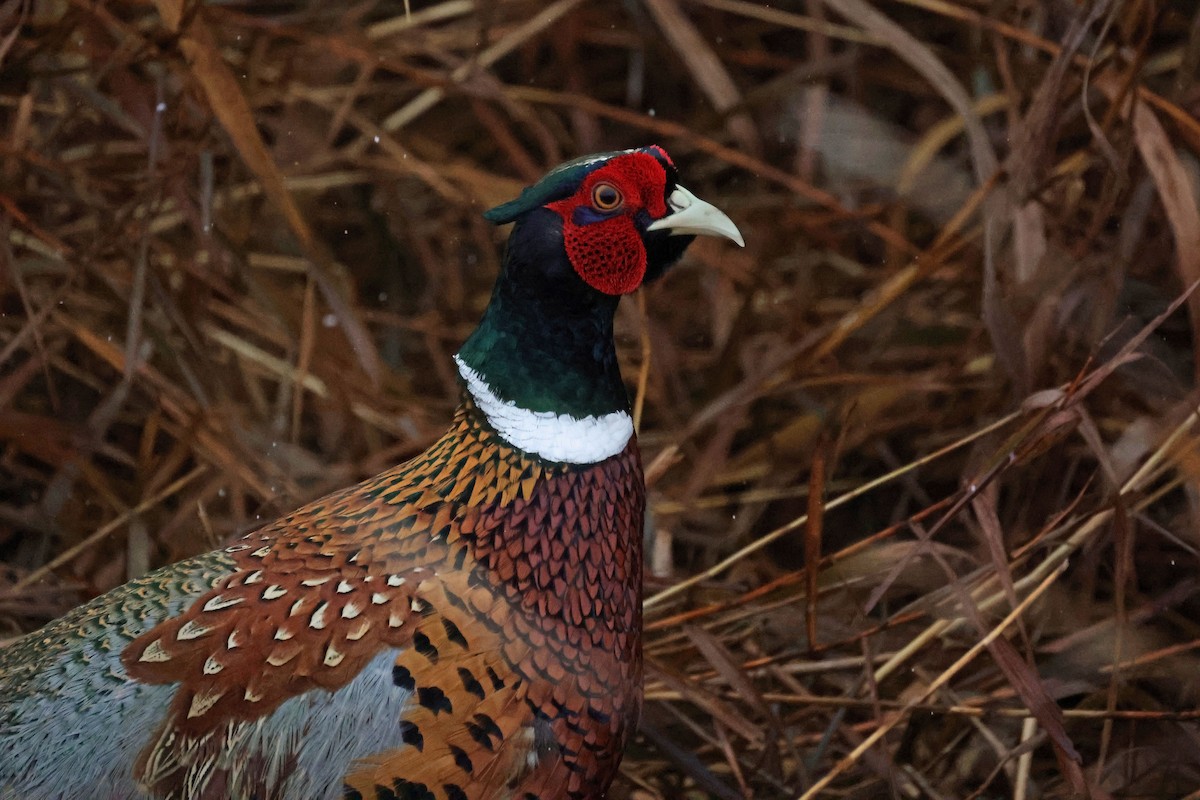 Ring-necked Pheasant - ML503114541