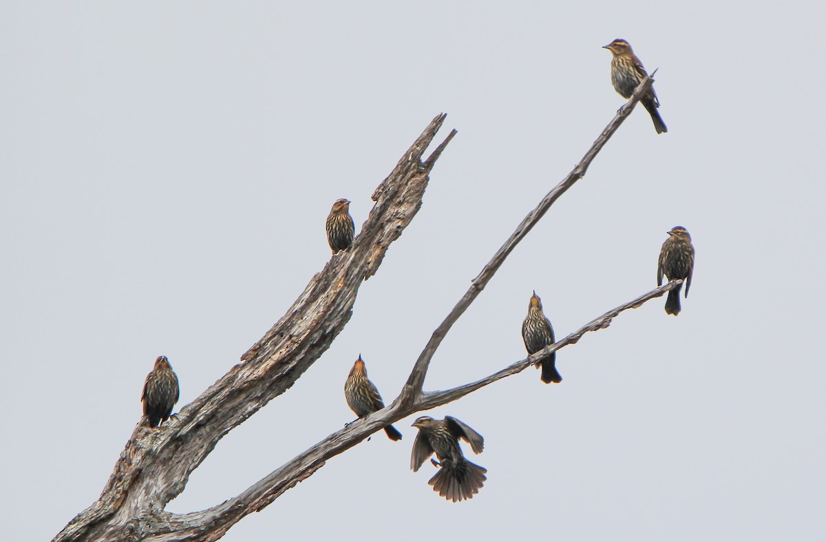 Red-winged Blackbird - ML503114551
