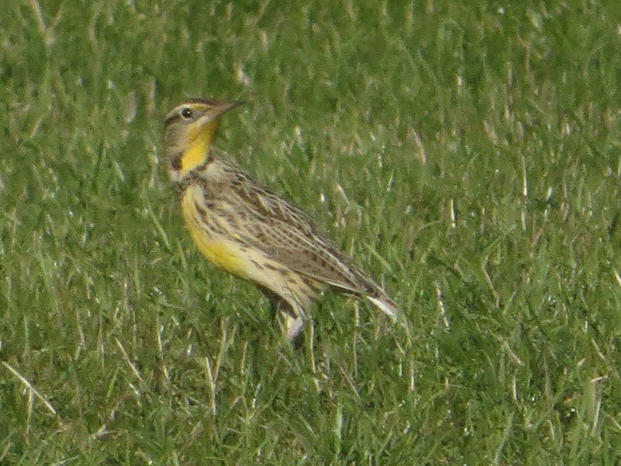 Western Meadowlark - ML503114631