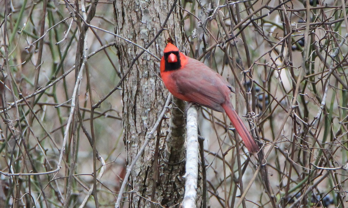Northern Cardinal - ML503114701