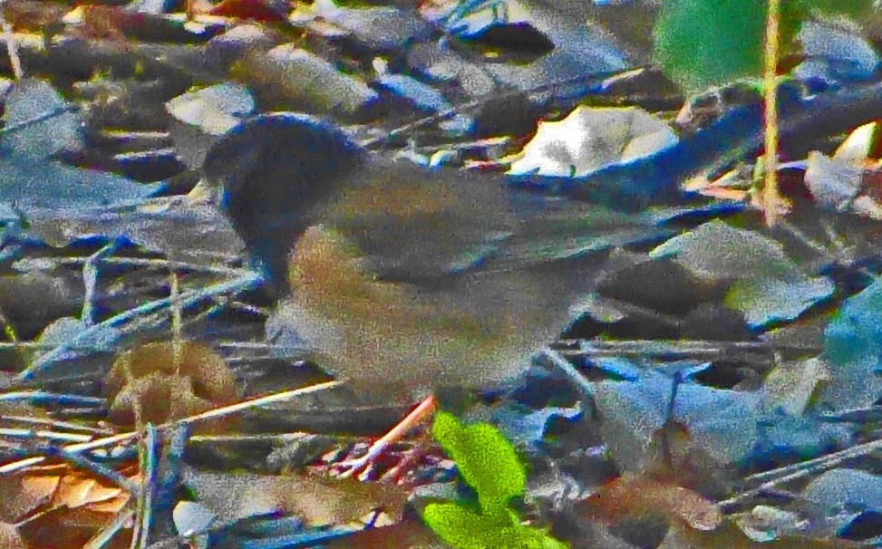 Dark-eyed Junco - ML50311491