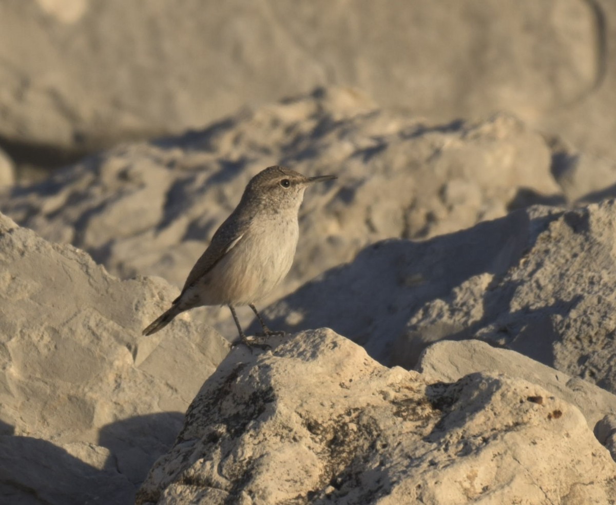 Rock Wren - ML503115491