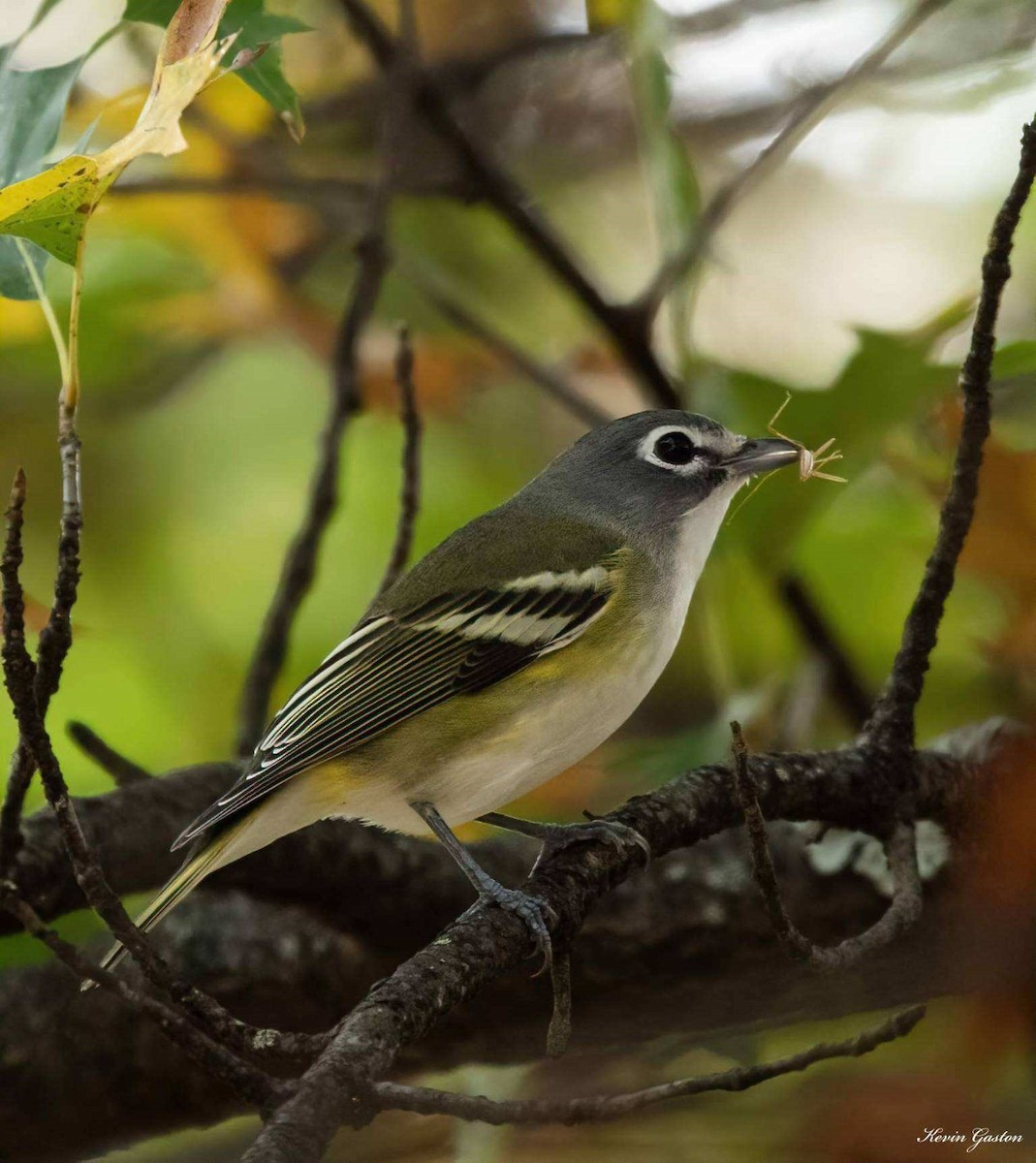 Blue-headed Vireo - ML503115691