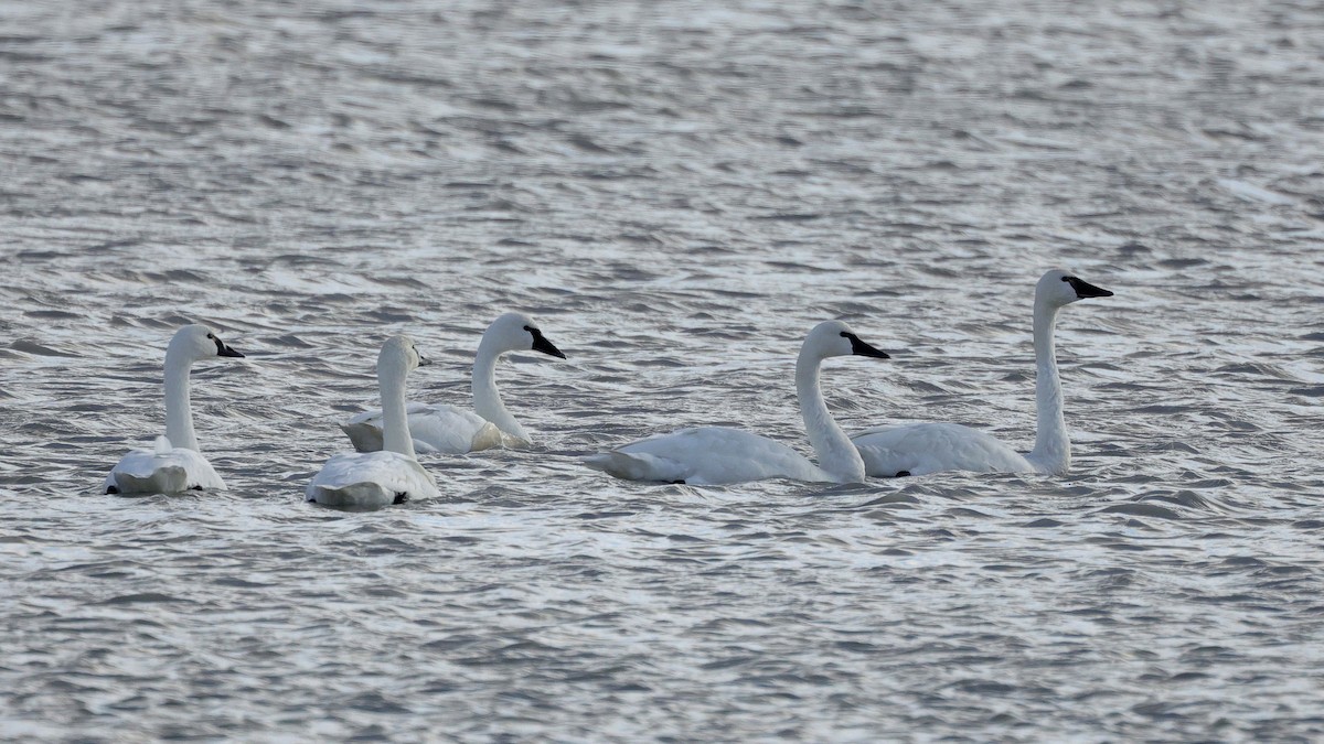 Tundra Swan - ML503116141