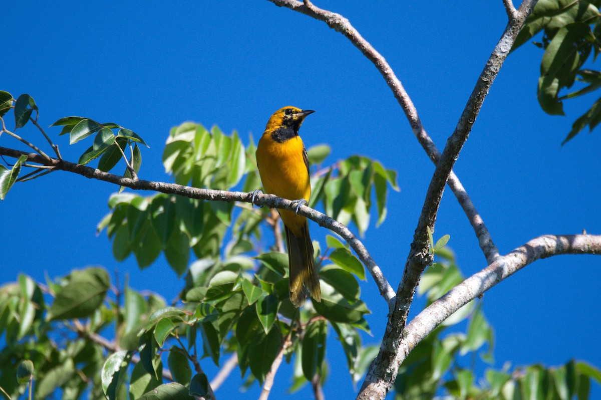 Hooded Oriole - ML503116271