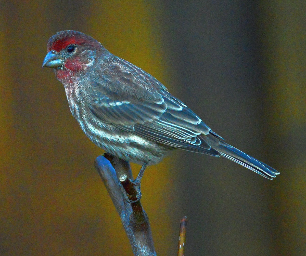 House Finch - ML503117971