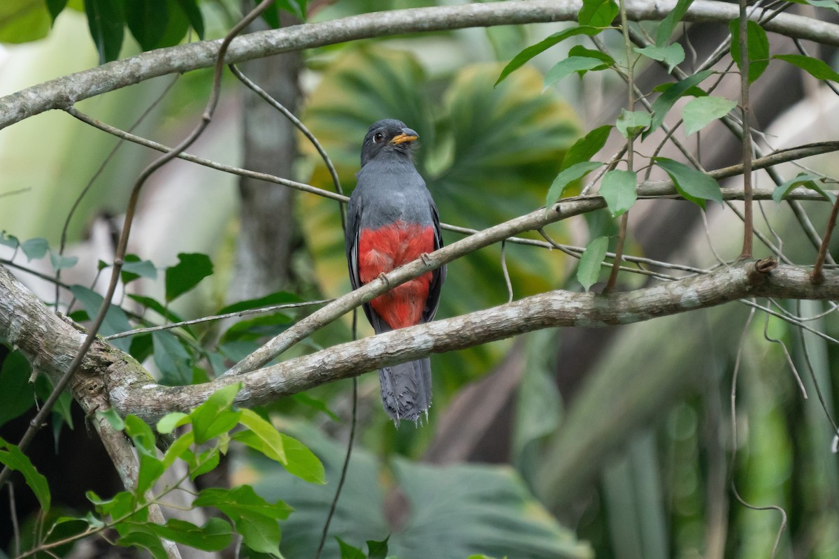 svarthaletrogon - ML503118951