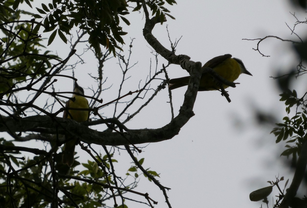 Great Kiskadee - Francisco Javier Calvo lesmes