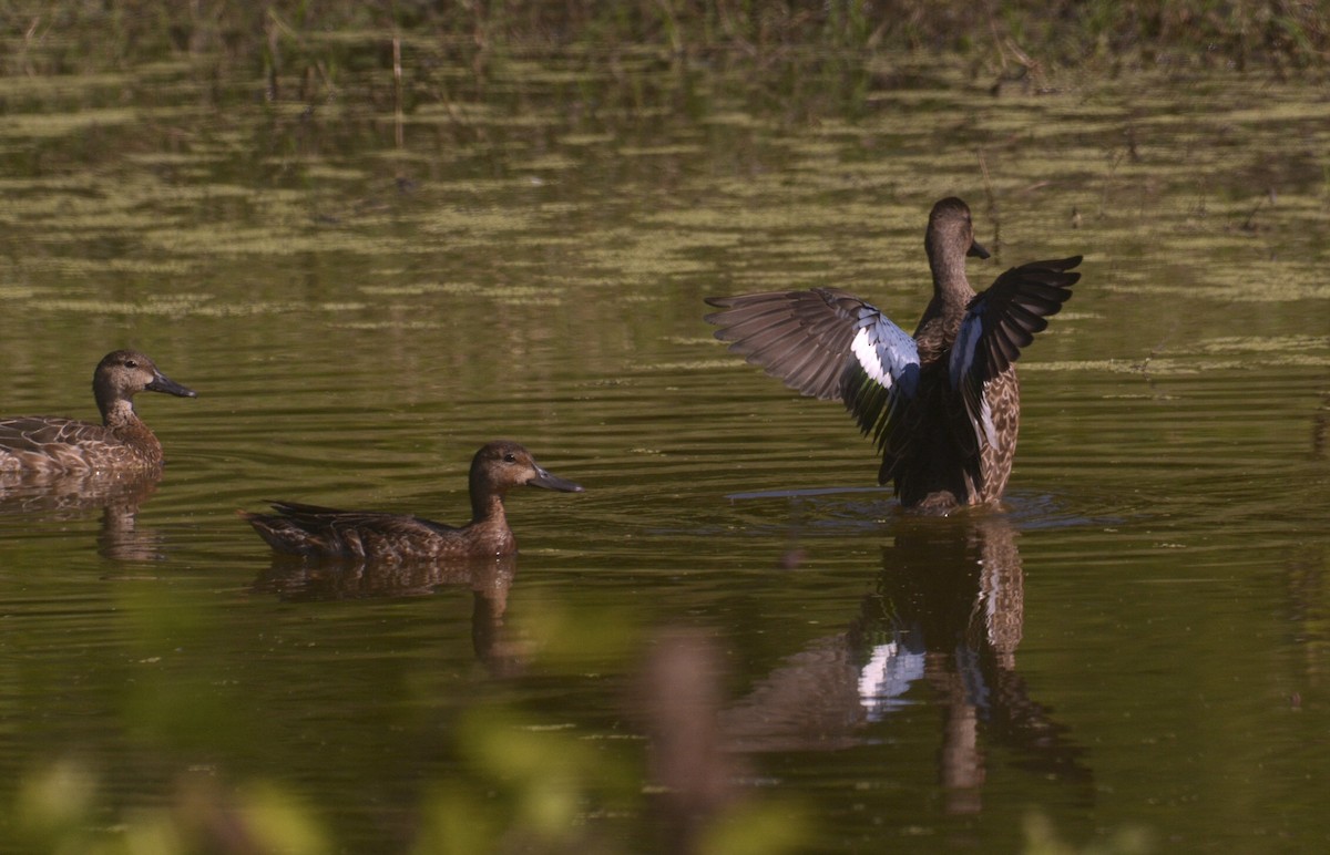 Blue-winged Teal - ML503121621