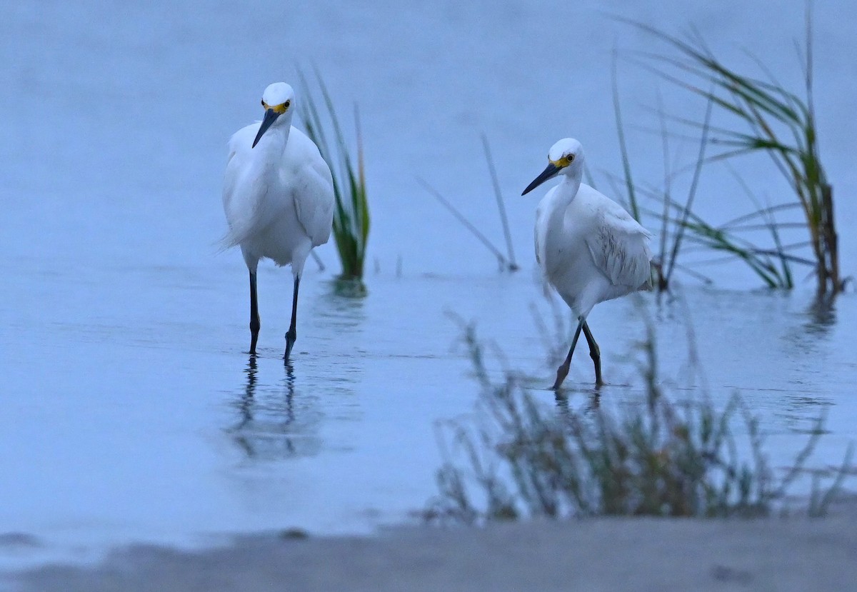 Aigrette neigeuse - ML503121991