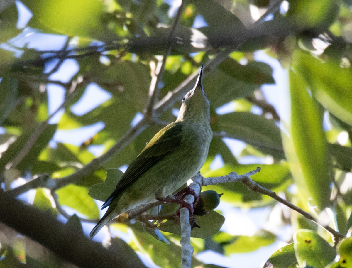 Red-legged Honeycreeper - ML503122111