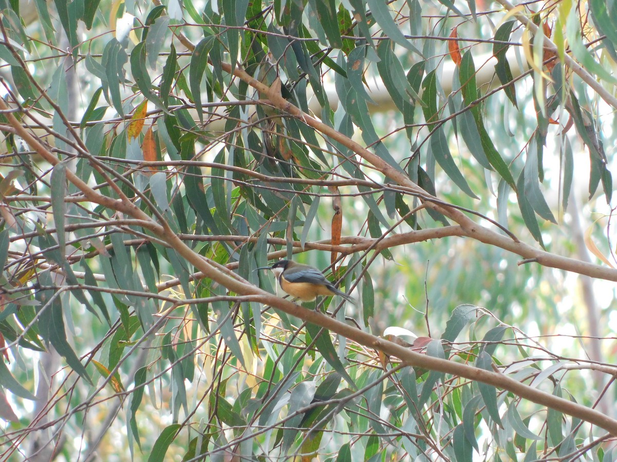 Eastern Spinebill - Jemaine Mulcahy