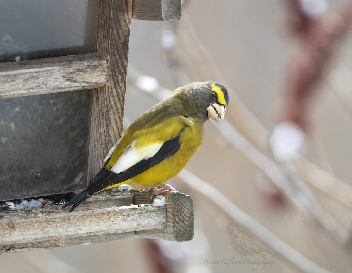 Evening Grosbeak - ML503122321