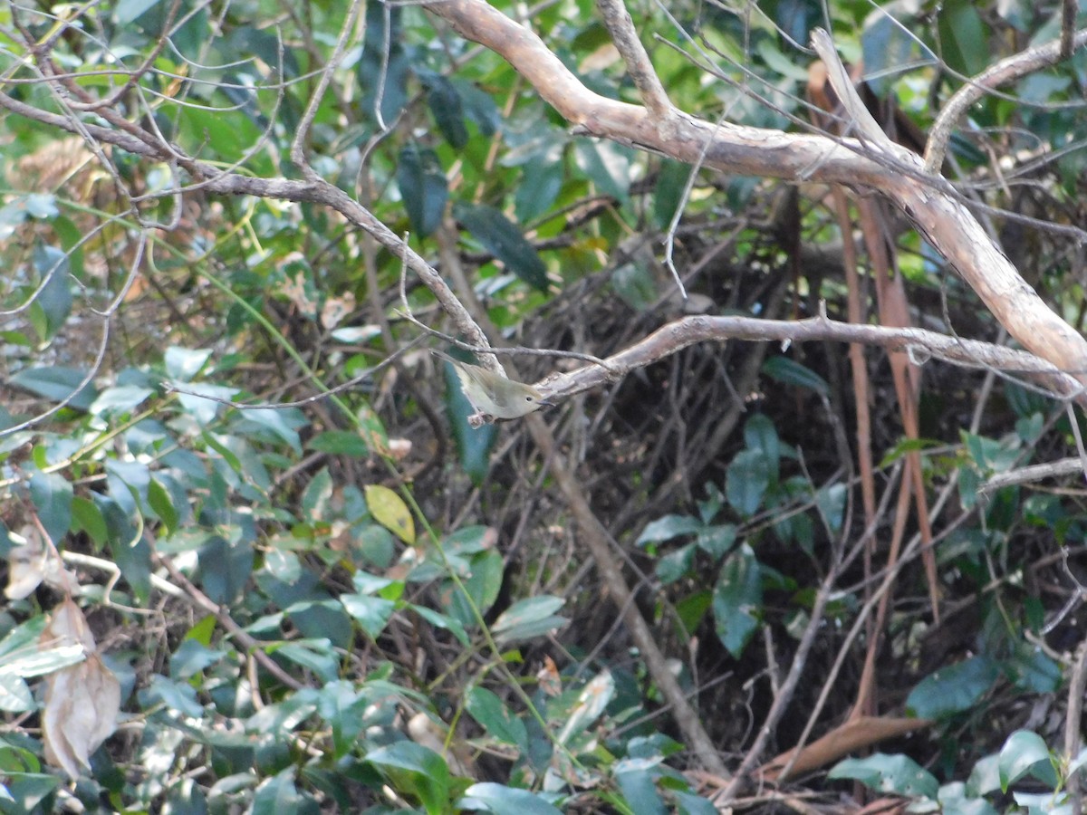 Large-billed Scrubwren - Jemaine Mulcahy