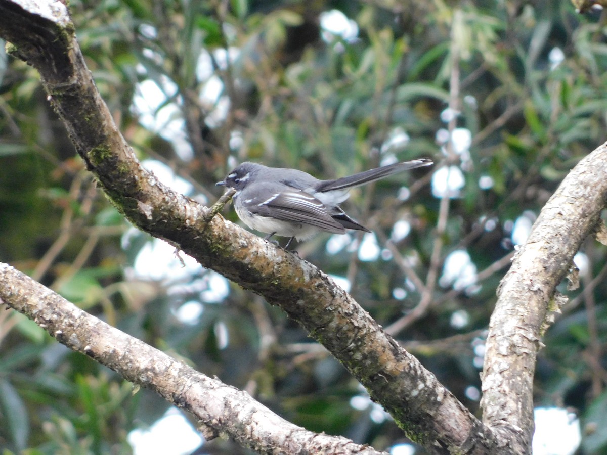 Gray Fantail - ML503123481