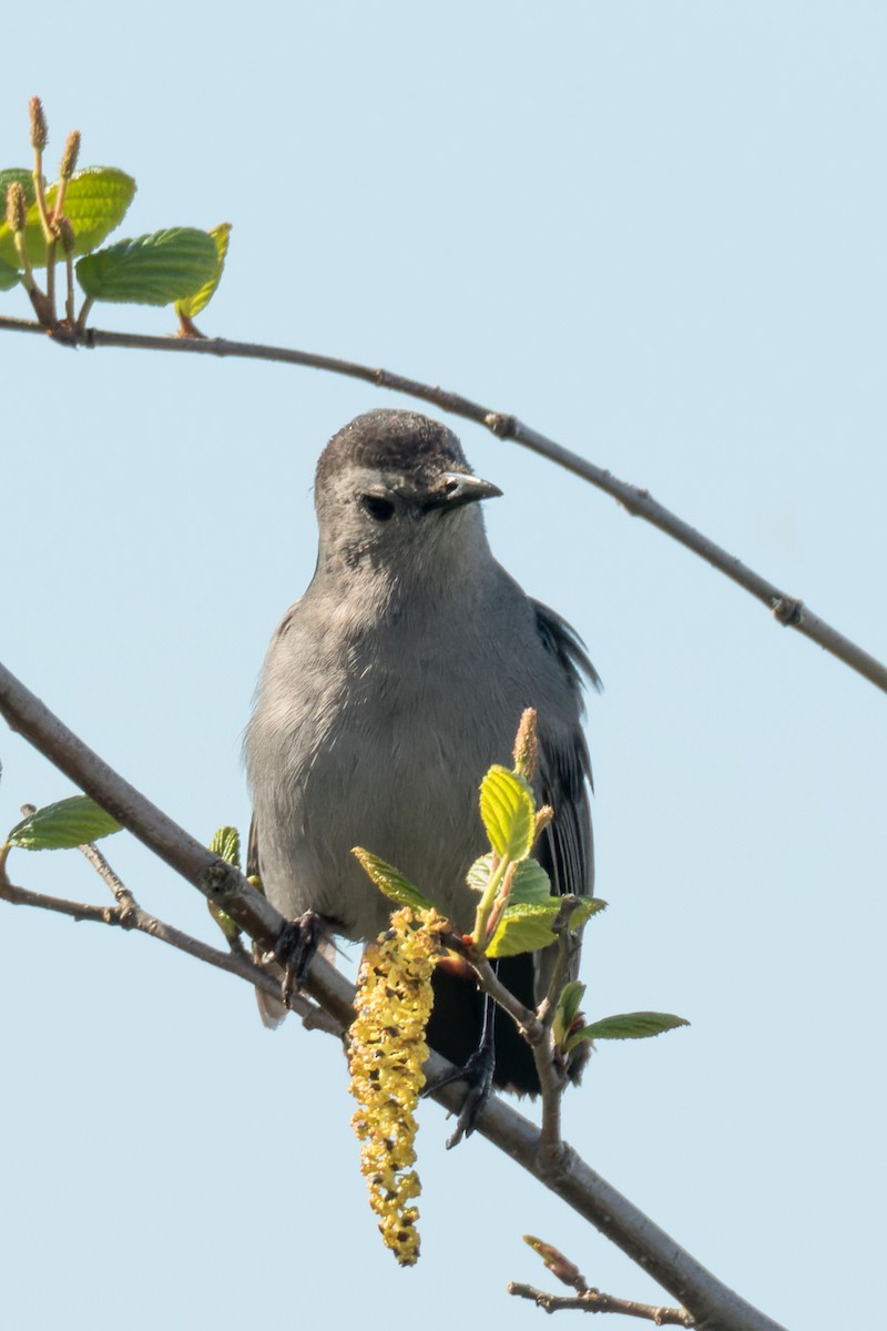 Gray Catbird - ML503123691