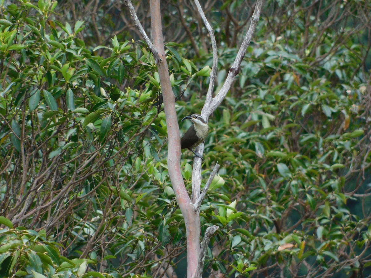 Paradise Riflebird - Jemaine Mulcahy